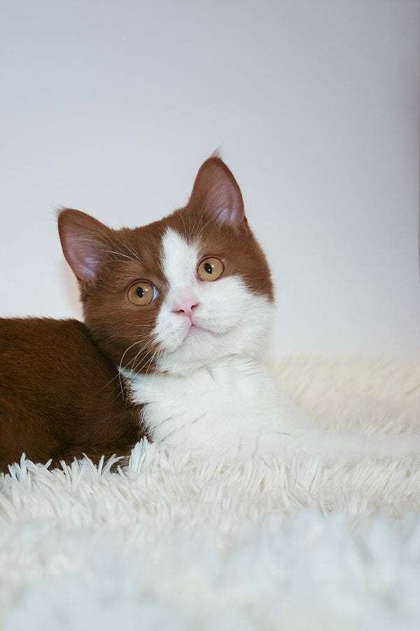 Jonathan | British Shorthair Kitten