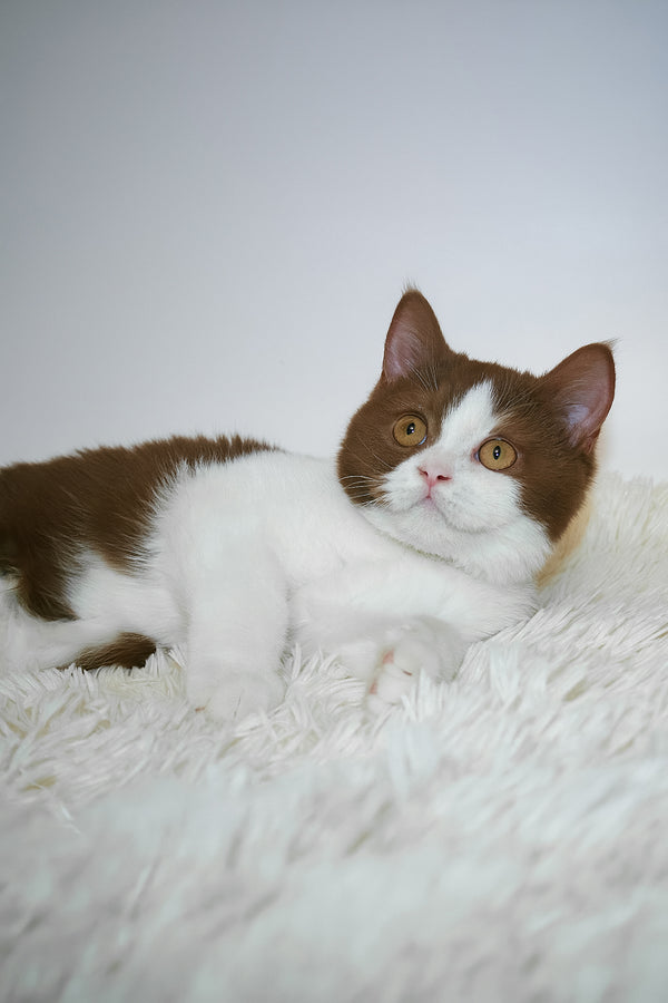 Jonathan | British Shorthair Kitten