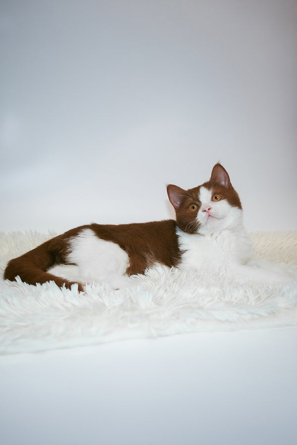 Jonathan | British Shorthair Kitten