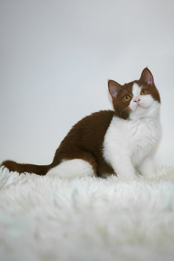 Jonathan | British Shorthair Kitten