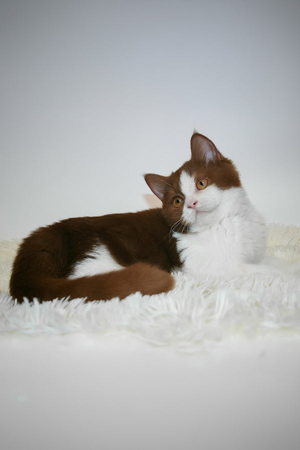 Jonathan | British Shorthair Kitten