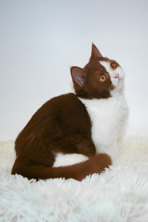 Jonathan | British Shorthair Kitten