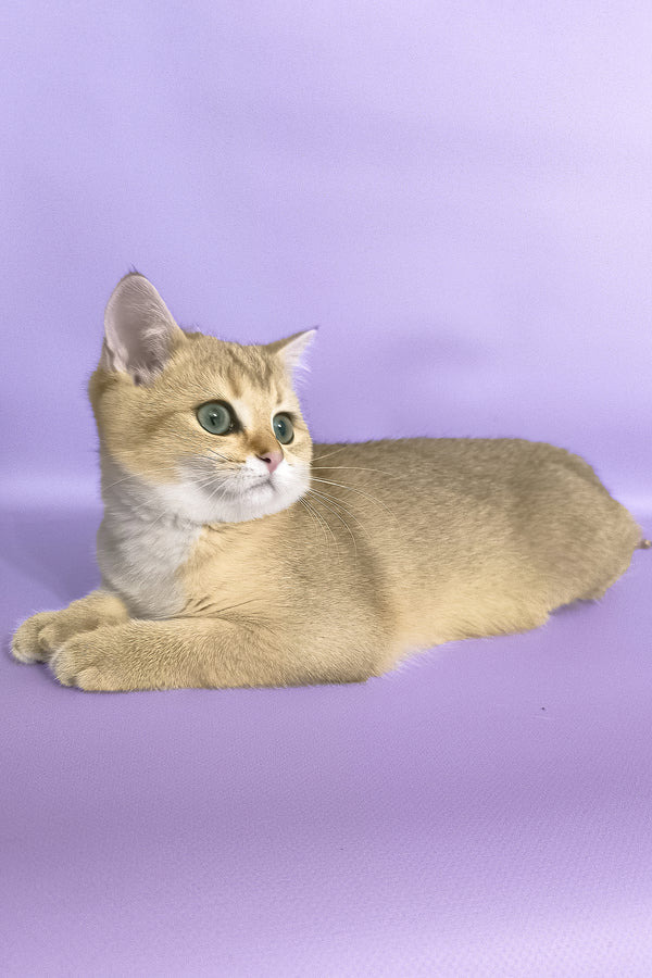 Jonny | Scottish Straight Kitten