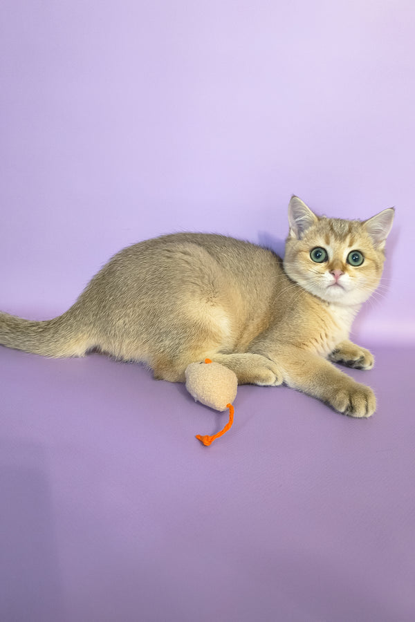 Jonny | Scottish Straight Kitten