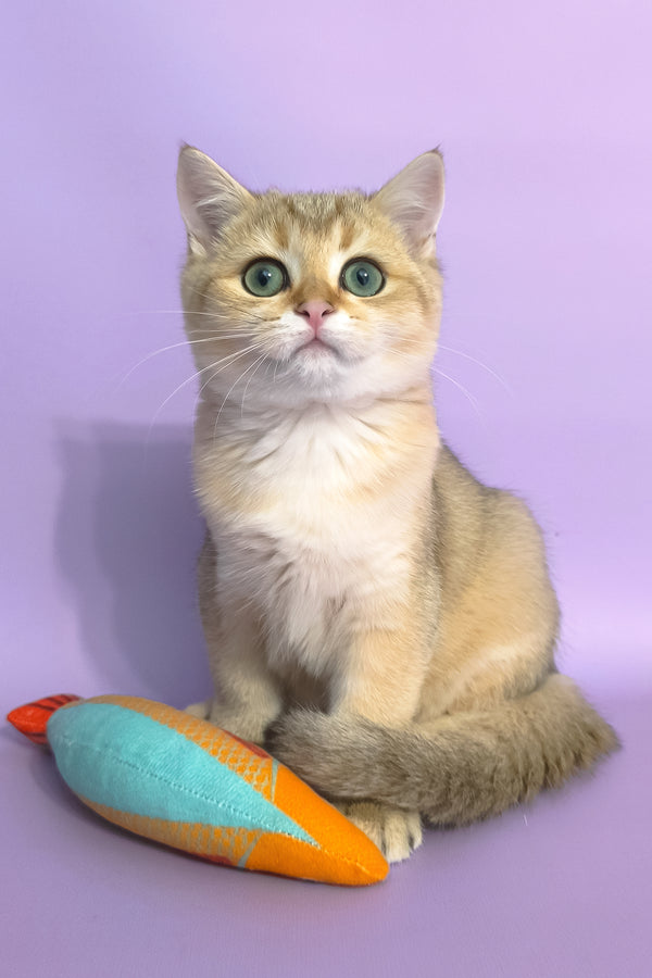 Jonny | Scottish Straight Kitten