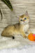 Jonny | Scottish Straight Kitten