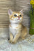 Jonny | Scottish Straight Kitten