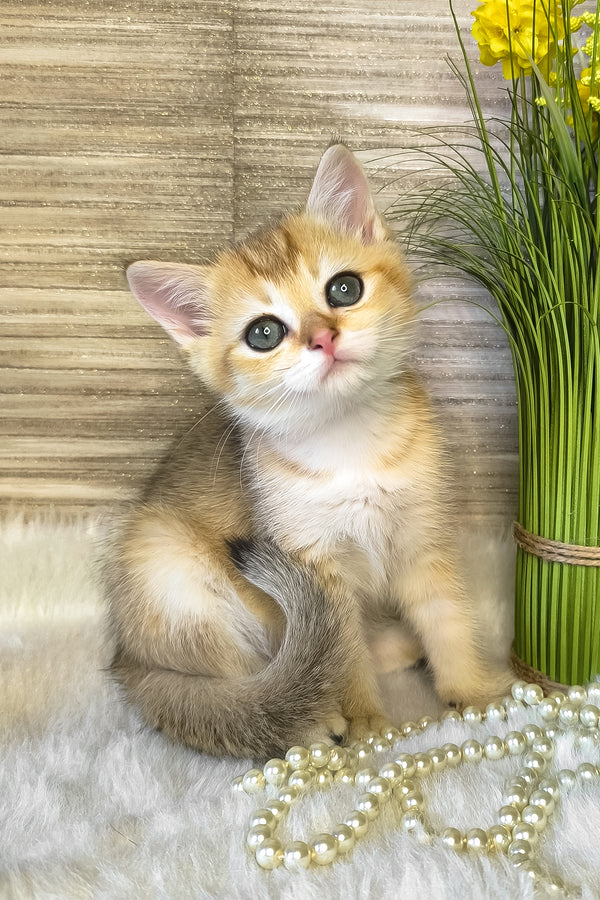 Jonny | Scottish Straight Kitten