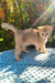 Jonny | Scottish Straight Kitten