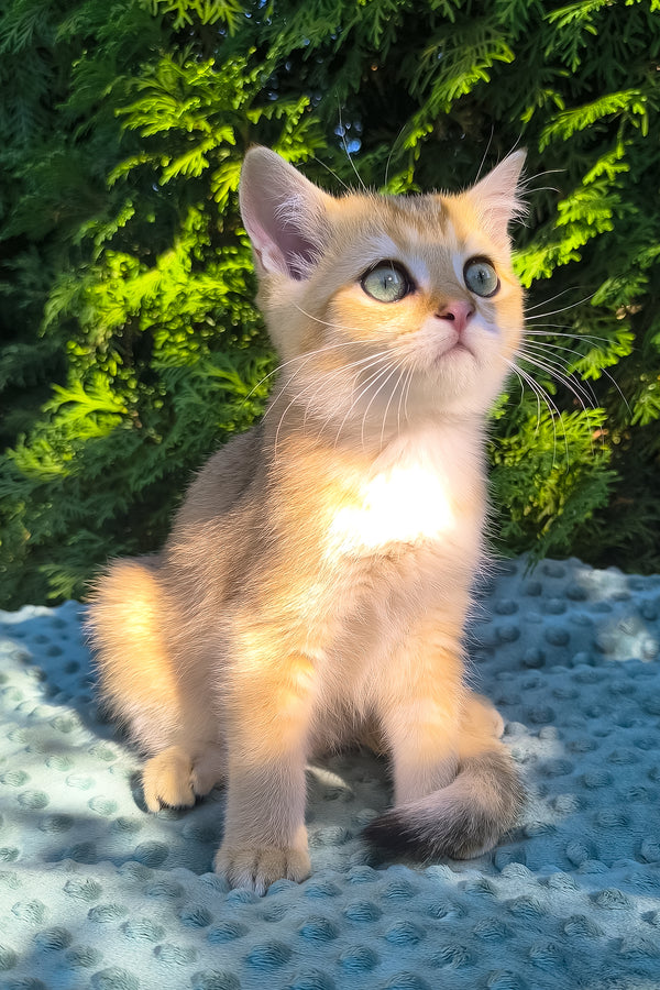 Jonny | Scottish Straight Kitten