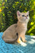 Jonny | Scottish Straight Kitten