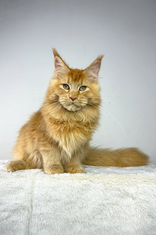 Joshua | Maine Coon Kitten