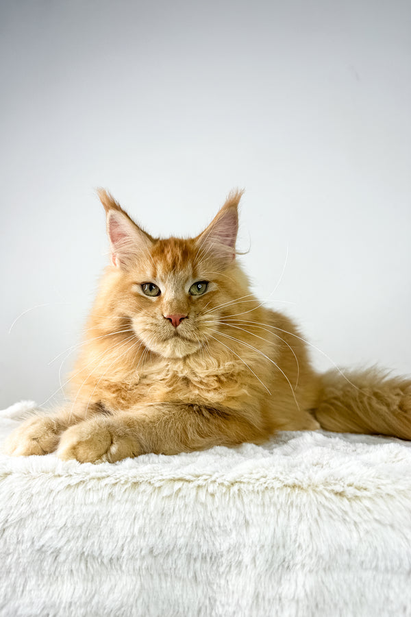 Joshua | Maine Coon Kitten