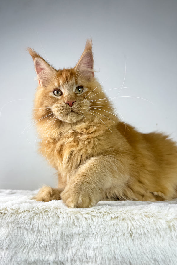 Joshua | Maine Coon Kitten