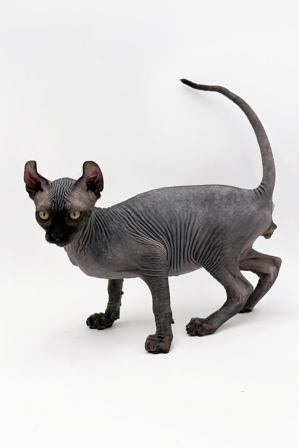 Jovi | Dwelf Sphynx Kitten