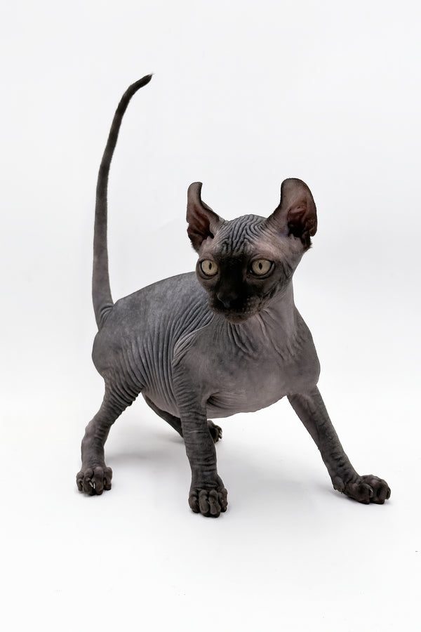 Jovi | Dwelf Sphynx Kitten