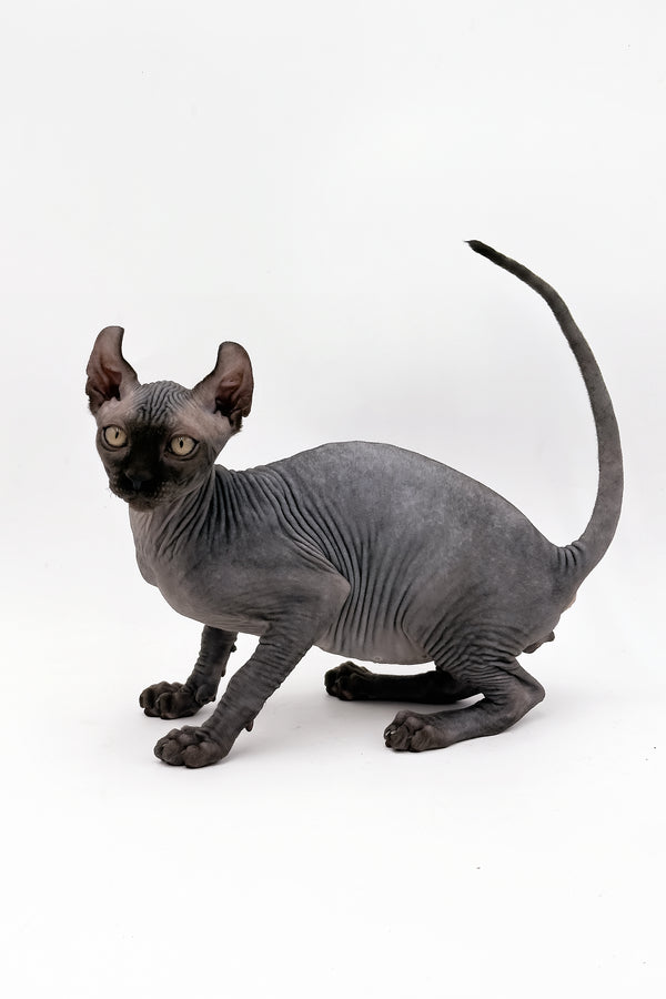 Jovi | Dwelf Sphynx Kitten