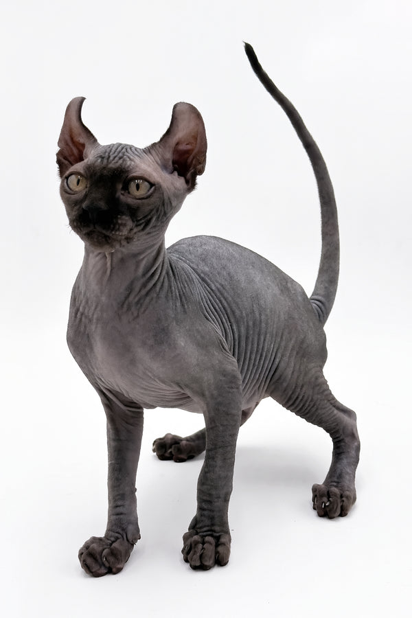 Jovi | Dwelf Sphynx Kitten