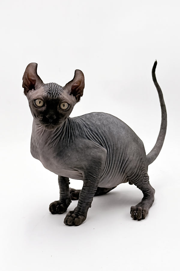 Jovi | Dwelf Sphynx Kitten