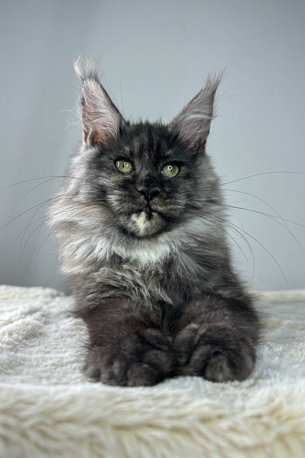 Jowanka | Maine Coon Kitten