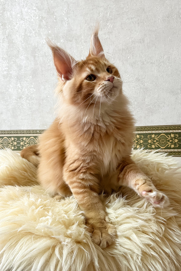 Joyce | Maine Coon Kitten