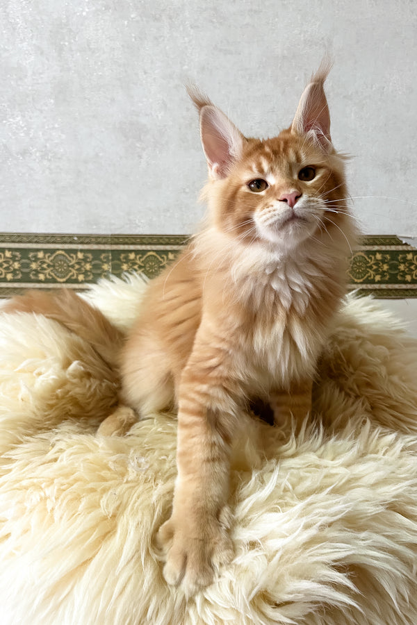 Joyce | Maine Coon Kitten