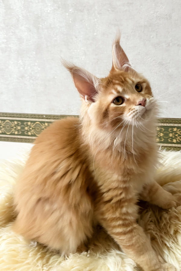 Joyce | Maine Coon Kitten