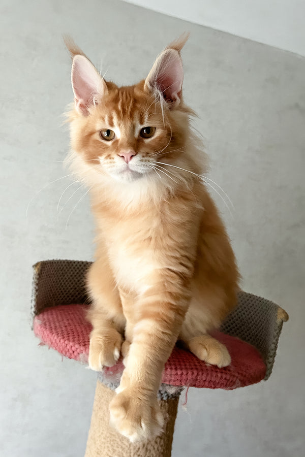 Joyce | Maine Coon Kitten