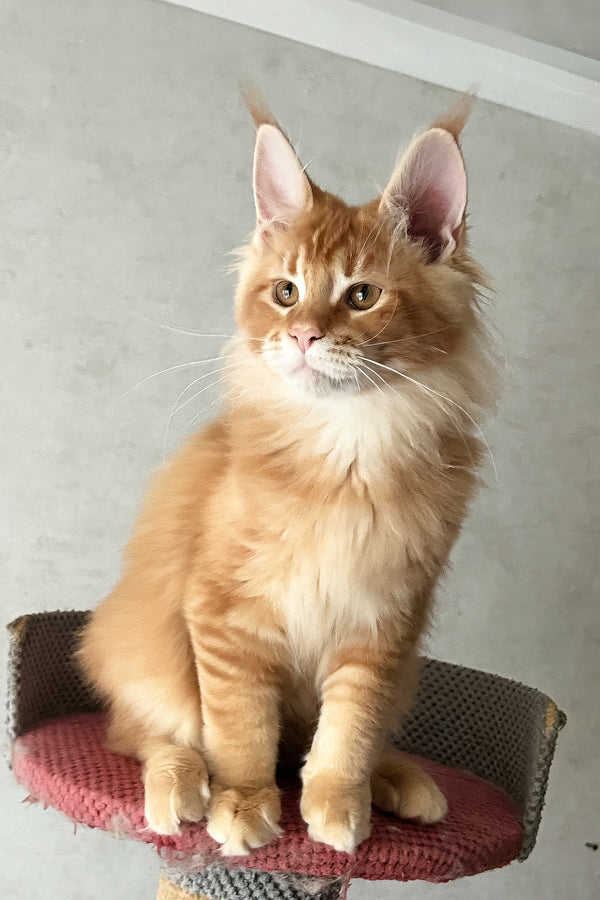 Joyce | Maine Coon Kitten