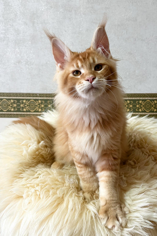 Joyce | Maine Coon Kitten