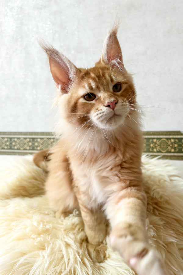Joyce | Maine Coon Kitten