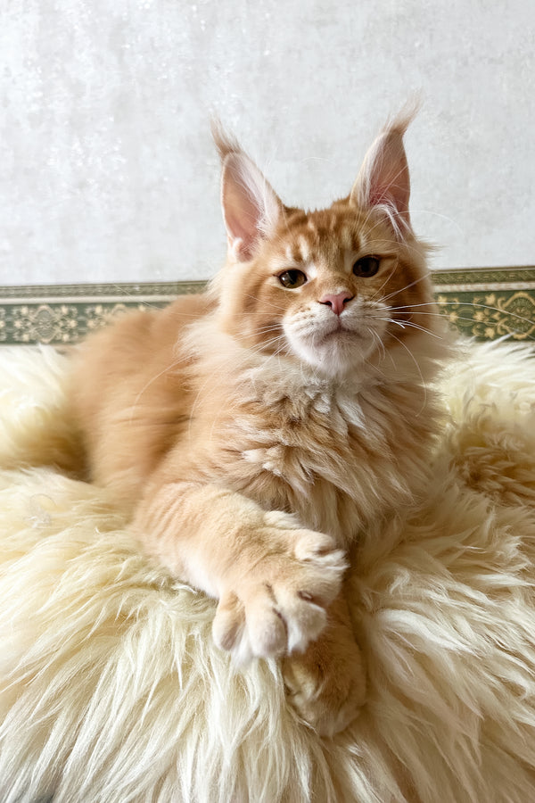 Joyce | Maine Coon Kitten