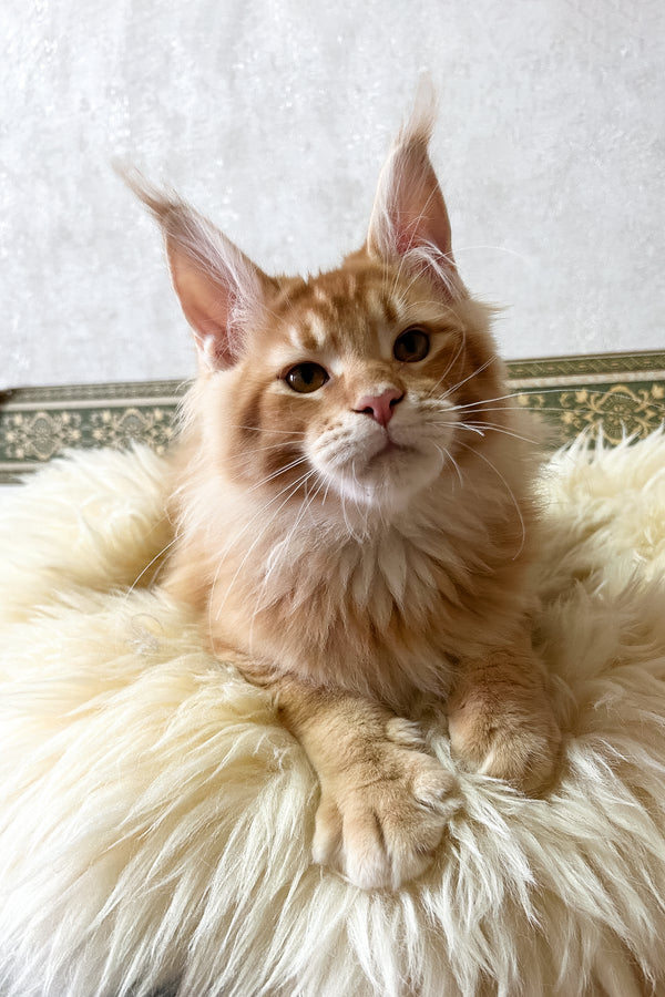 Joyce | Maine Coon Kitten