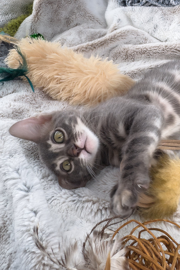 Jules | Bengal Kitten