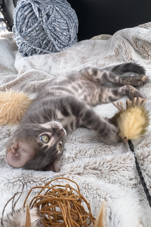 Jules | Bengal Kitten