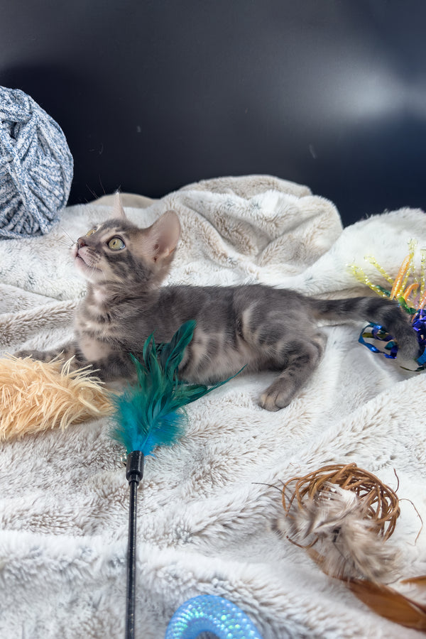 Jules | Bengal Kitten