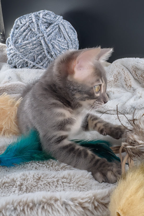 Jules | Bengal Kitten