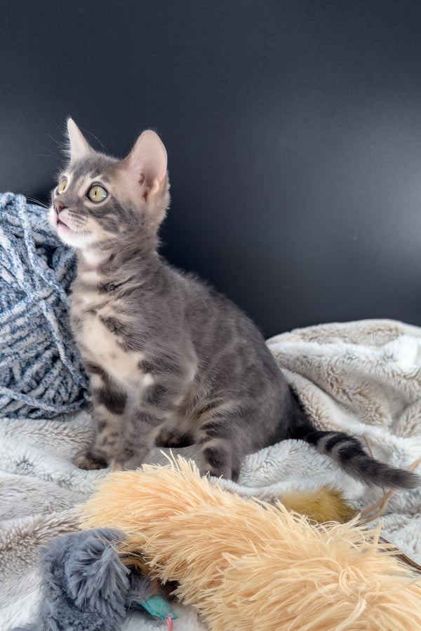 Jules | Bengal Kitten