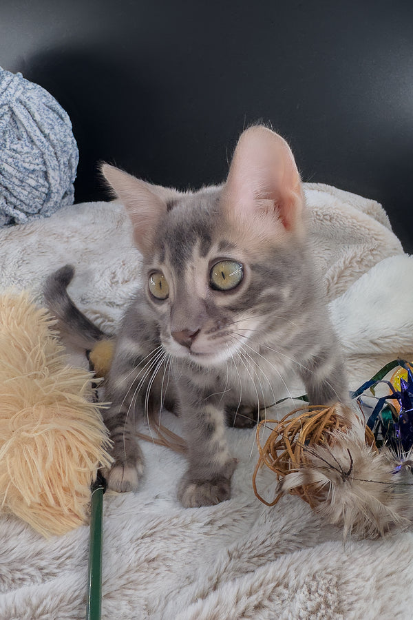 Jules | Bengal Kitten