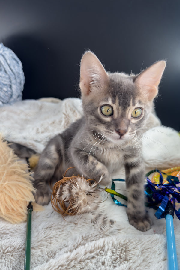 Jules | Bengal Kitten