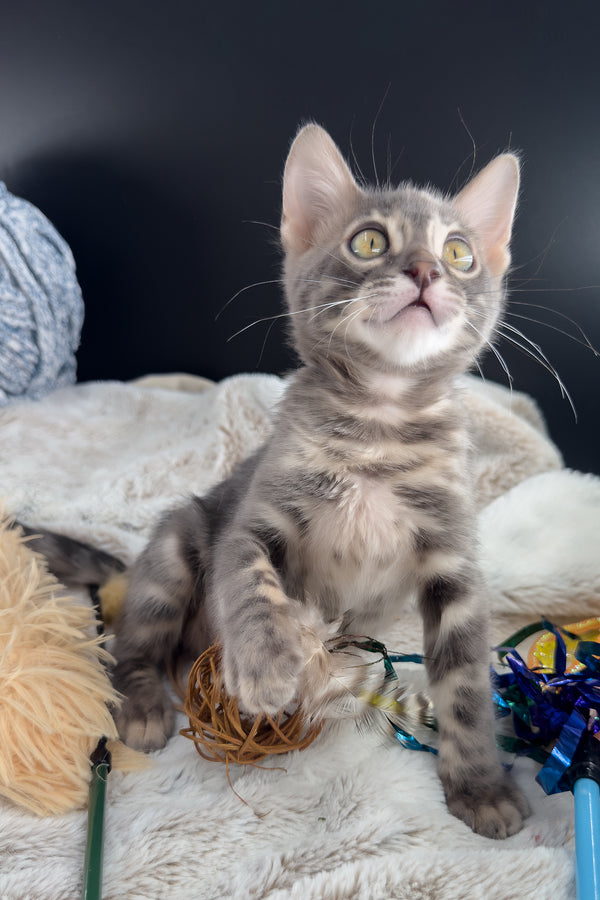 Jules | Bengal Kitten
