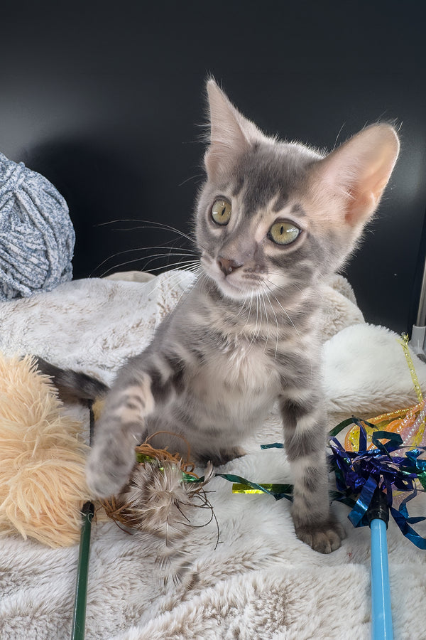 Jules | Bengal Kitten