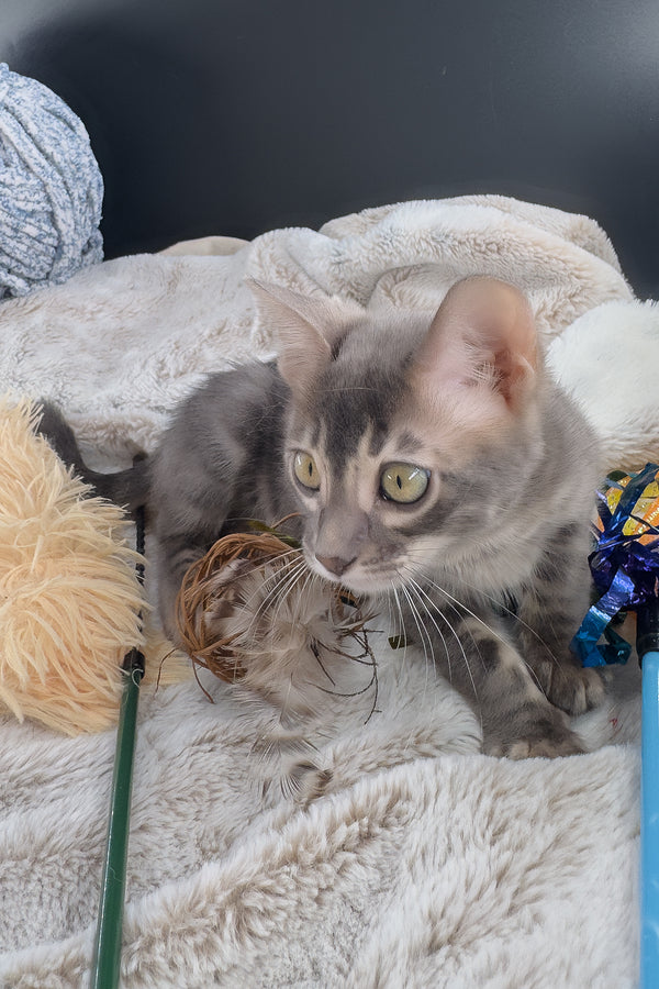 Jules | Bengal Kitten