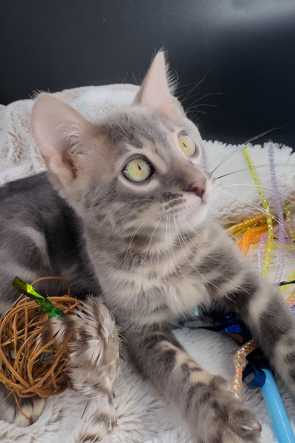 Jules | Bengal Kitten