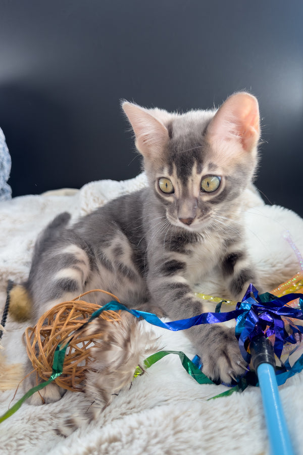 Jules | Bengal Kitten