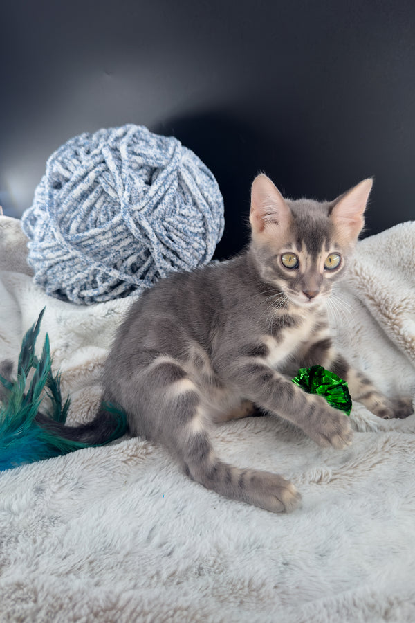 Jules | Bengal Kitten
