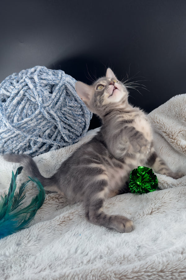 Jules | Bengal Kitten