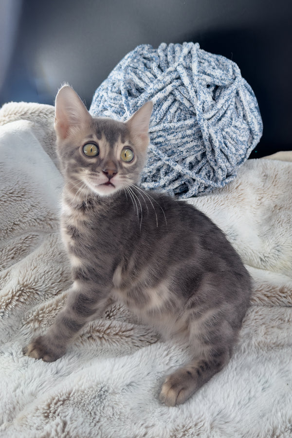 Jules | Bengal Kitten