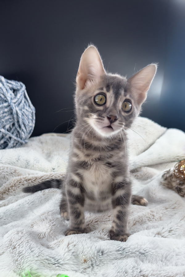 Jules | Bengal Kitten