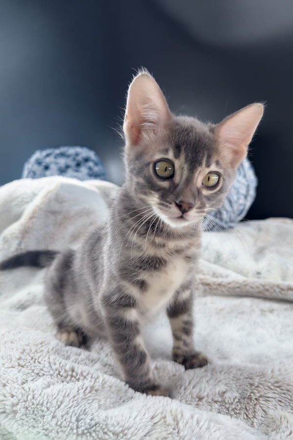 Jules | Bengal Kitten